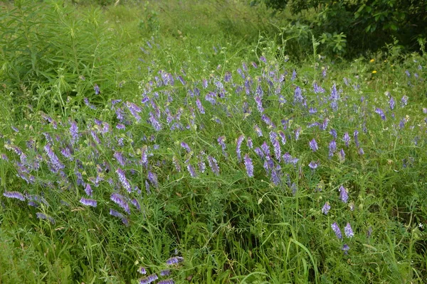 Plantas Florestais Pássaro Vech Ervilhaca Selvagem Vicia Cracca Grama Verão — Fotografia de Stock