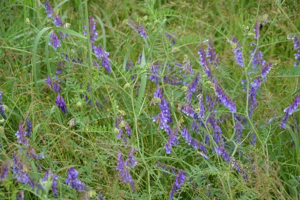 여름에는 Vech 여름에는 도마뱀붙이 Vicia Cracca 여름에는 매크로 선택적 — 스톡 사진