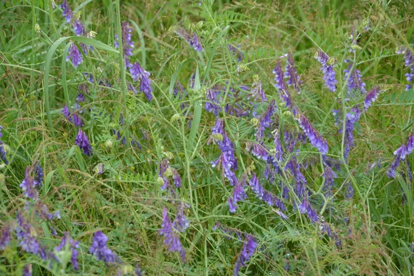 Plantas Florestais Pássaro Vech Ervilhaca Selvagem Vicia Cracca Grama Verão — Fotografia de Stock