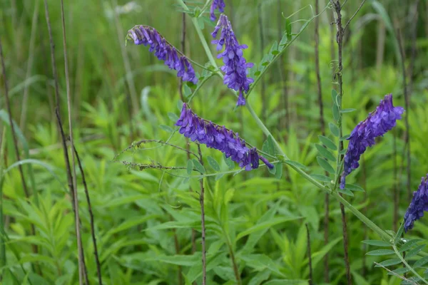 여름에는 Vech 여름에는 도마뱀붙이 Vicia Cracca 여름에는 매크로 선택적 — 스톡 사진