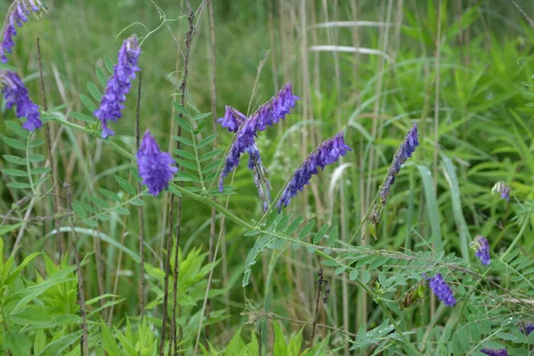 Plantas Florestais Pássaro Vech Ervilhaca Selvagem Vicia Cracca Grama Verão — Fotografia de Stock