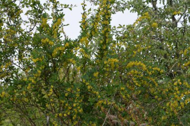 Berberis vulgaris (yaygın böğürtlen, Avrupa böğürtlen veya sadece böğürtlen olarak da bilinir) çiçekli çalılar. Bir sürü parlak sarı çiçekli bahar çiçeklerinden biri.
