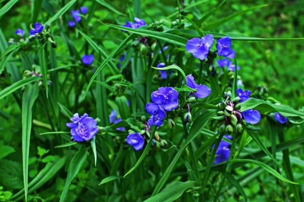 Tradescantia Close Shot Forest Purple Three Petaled Flowers Spiderwort Tradescantia — Stock Photo, Image