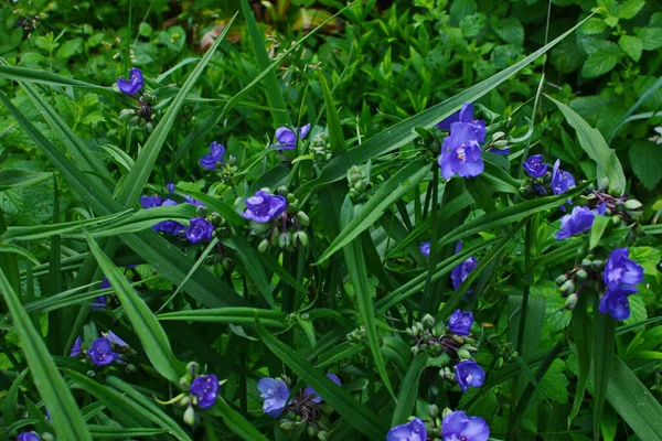 Tradescantia Close Shot Forest Purple Three Petaled Flower Spiderwort Tradescantia — 스톡 사진