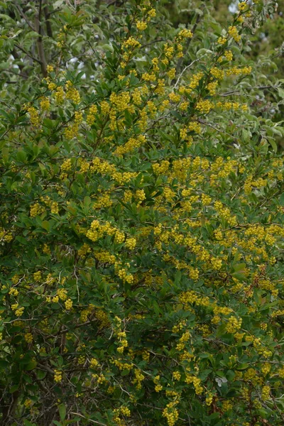 베르베 독수리의 바베리 바베리 바베리 알려져 돋아나고 노란색 꽃식물중 하나이다 — 스톡 사진