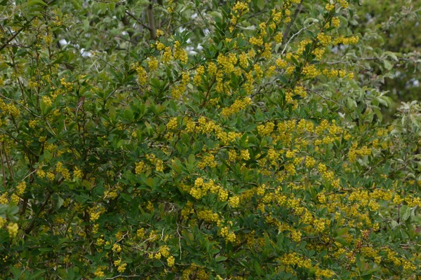 Virágzó Cserje Berberis Vulgaris Más Néven Közönséges Borbély Európai Borbély — Stock Fotó