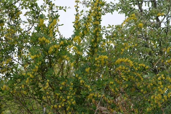 Berberis Valgarisの開花低木 一般的なバーベリー ヨーロッパのバーベリーまたは単にバーベリーとして知られています 多くの明るい黄色の花を咲かせる春の花の一つです — ストック写真