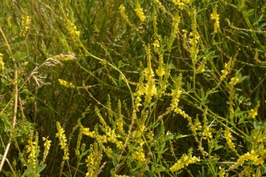 Beyaz bulutlu mavi gökyüzüne karşı sarı alan. Manzara. Sarı tatlı yonca çiçekleri