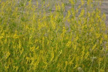 Beyaz bulutlu mavi gökyüzüne karşı sarı alan. Manzara. Sarı tatlı yonca çiçekleri
