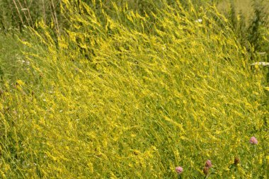 Beyaz bulutlu mavi gökyüzüne karşı sarı alan. Manzara. Sarı tatlı yonca çiçekleri