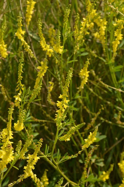 Yellow Field Blue Sky White Clouds Scenery Yellow Sweet Clover — Stock Photo, Image