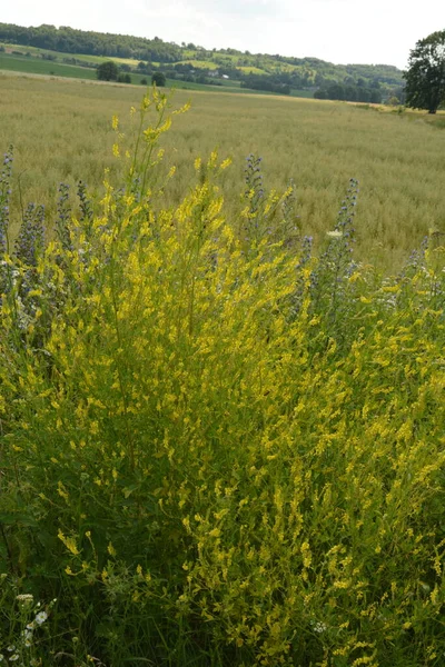 Campo Amarelo Contra Céu Azul Com Nuvens Brancas Cenário Floresce — Fotografia de Stock