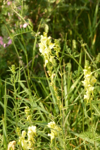 Linaria Vulgaris Vanlig Toadlin Eller Smör Och Ägg Den Naturliga — Stockfoto