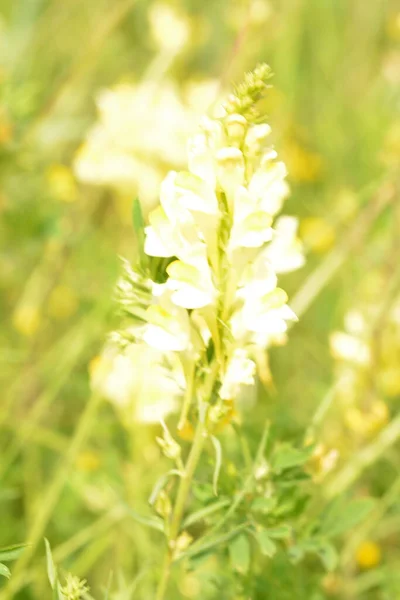 Linaria Vulgaris Common Toadflax Butter Eggs Natural Environment Growth Herbal — Stock Photo, Image