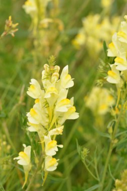 Linaria vulgaris (yaygın toadflax veya tereyağı ve yumurta) doğal büyüme ortamında bulunur. Bitkisel tıpta tentür ve merhem olarak kullanılır. Seçici odak, sığ DOF