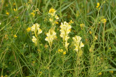 Linaria vulgaris (yaygın toadflax veya tereyağı ve yumurta) doğal büyüme ortamında bulunur. Bitkisel tıpta tentür ve merhem olarak kullanılır. Seçici odak, sığ DOF