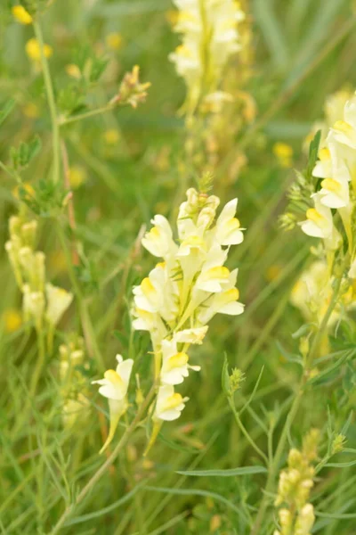 Linaria Vulgaris Common Toadflax Butter Eggs Natural Environment Growth Herbal — Stock Photo, Image