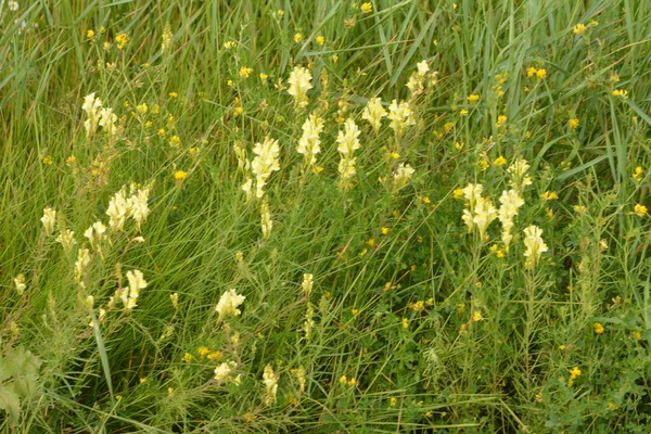 Linaria Vulgaris Yaygın Toadflax Veya Tereyağı Yumurta Doğal Büyüme Ortamında — Stok fotoğraf