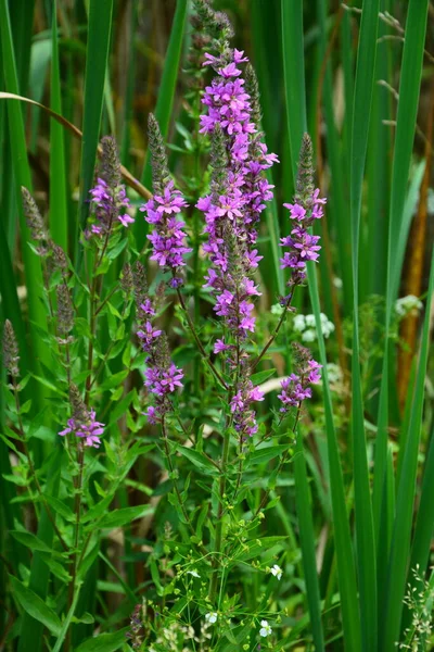 Roze Bloemen Van Bloeiende Purple Loosestrife Lythrum Salicaria Aan Kustlijn — Stockfoto