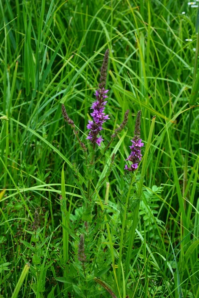 Roze Bloemen Van Bloeiende Purple Loosestrife Lythrum Salicaria Aan Kustlijn — Stockfoto