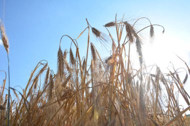 Arpa tarlası detayları. Arpa tarlası ve arpa bitkileri gün batımında, arka planda gökyüzü. Arpa tarımı.