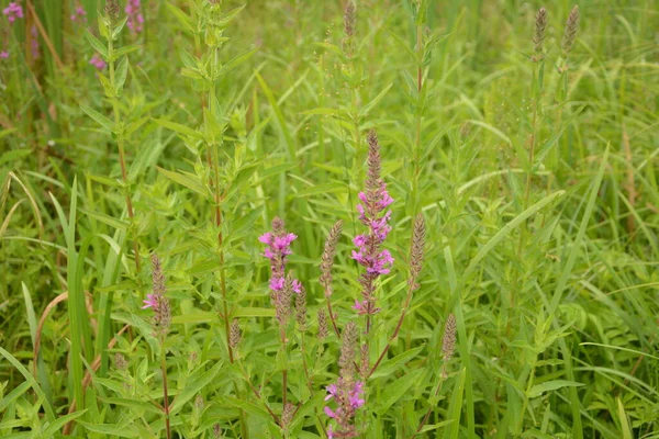 Różowe Kwiaty Kwitnącej Fioletowej Loosestrife Lythrum Salicaria Wybrzeżu — Zdjęcie stockowe