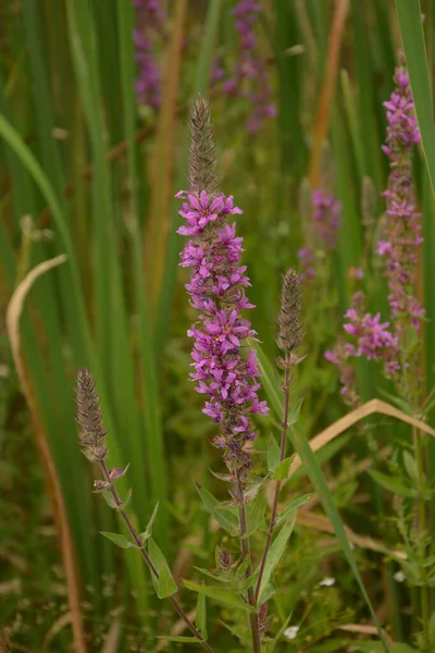 Růžové Květy Kvetoucího Fialového Loosestrife Lythrum Salicaria Pobřeží — Stock fotografie