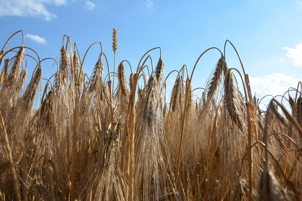 Barley Field 석양에는 보리와 Field Barley Barley Plants 배경에는 하늘이 — 스톡 사진