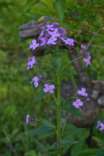 Roze Bloemen Van Hesperis Matronalis Plant Gewone Namen Dame Raket — Stockfoto