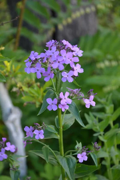 Rosa Blommor Hesperis Matronalis Växt Vanliga Namn Damen Raket Damen — Stockfoto