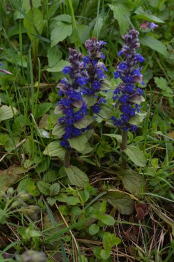 Mavi ya da sıradan borazan, bugleherb, bugleweed, havyar ya da halı bugleweed (Ajuga reptans)
