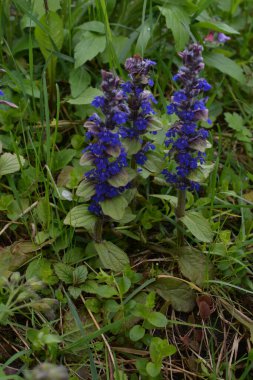 Mavi ya da sıradan borazan, bugleherb, bugleweed, havyar ya da halı bugleweed (Ajuga reptans)