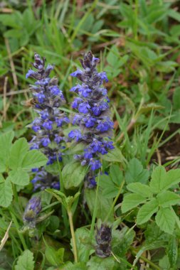 Mavi ya da sıradan borazan, bugleherb, bugleweed, havyar ya da halı bugleweed (Ajuga reptans)