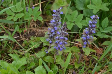 Mavi ya da sıradan borazan, bugleherb, bugleweed, havyar ya da halı bugleweed (Ajuga reptans)