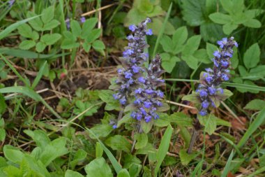 Mavi ya da sıradan borazan, bugleherb, bugleweed, havyar ya da halı bugleweed (Ajuga reptans)