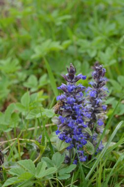 Mavi ya da sıradan borazan, bugleherb, bugleweed, havyar ya da halı bugleweed (Ajuga reptans)