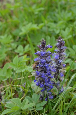 Mavi ya da sıradan borazan, bugleherb, bugleweed, havyar ya da halı bugleweed (Ajuga reptans)