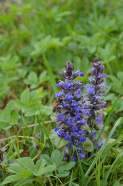 Mavi ya da sıradan borazan, bugleherb, bugleweed, havyar ya da halı bugleweed (Ajuga reptans)
