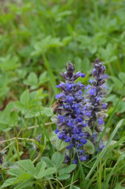 Mavi ya da sıradan borazan, bugleherb, bugleweed, havyar ya da halı bugleweed (Ajuga reptans)