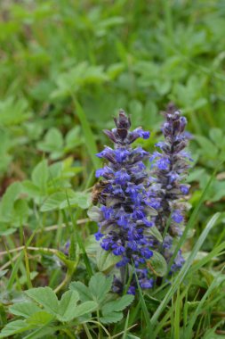 Mavi ya da sıradan borazan, bugleherb, bugleweed, havyar ya da halı bugleweed (Ajuga reptans)