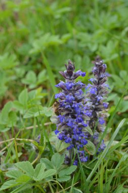 Mavi ya da sıradan borazan, bugleherb, bugleweed, havyar ya da halı bugleweed (Ajuga reptans)