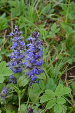 Mavi ya da sıradan borazan, bugleherb, bugleweed, havyar ya da halı bugleweed (Ajuga reptans)