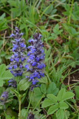 Mavi ya da sıradan borazan, bugleherb, bugleweed, havyar ya da halı bugleweed (Ajuga reptans)