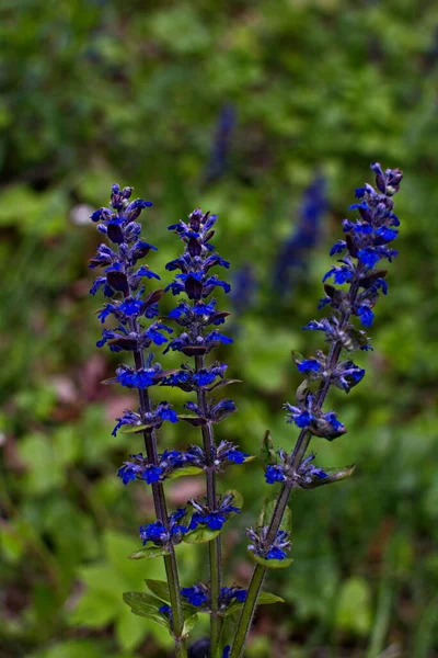 青や一般的なバグルやブグルハーブの青い花の近くに カーペット雑草やカーペットのブグルウェード アジュガレプタンツ — ストック写真