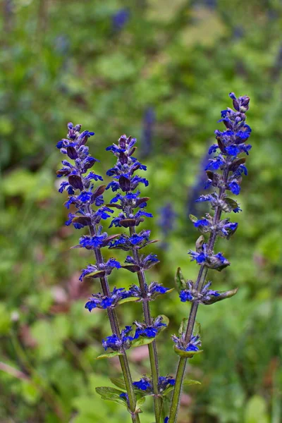 用蓝色或普通的丁字花或丁字花 丁字花 海草或地毯丁字花 Ajuga Reptans 制成的蓝色花朵的特写 — 图库照片