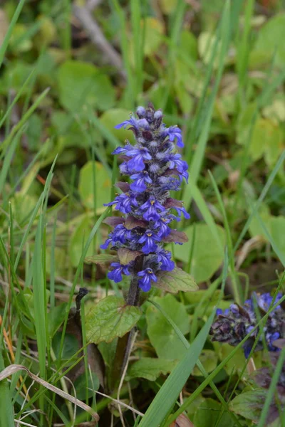 Close Blue Flowers Blue Common Bugle Bugleherb Bugleweed Carpetweed Carpet — Stock Photo, Image