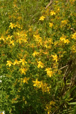 Hypericum perforatum - St John 's-wort, St. John' s wort. Saint Johns wort çiçekleri, Hypericum perforatum,