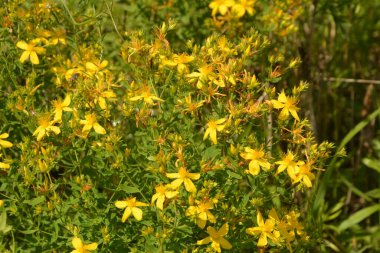 Hypericum perforatum - St John 's-wort, St. John' s wort. Saint Johns wort çiçekleri, Hypericum perforatum,