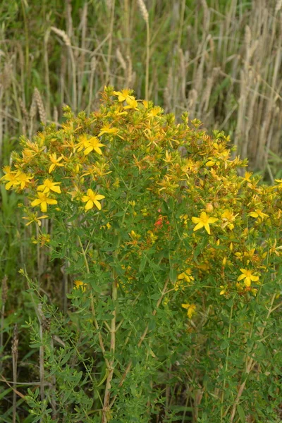 Hypericum perforatum - Perforate St John\'s-wort, St. John\'s wort.flowers of Saint Johns wort, Hypericum perforatum,