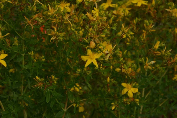 Hypericum Perforatum Erba San Giovanni Perforata Erba San Giovanni Fiori — Foto Stock